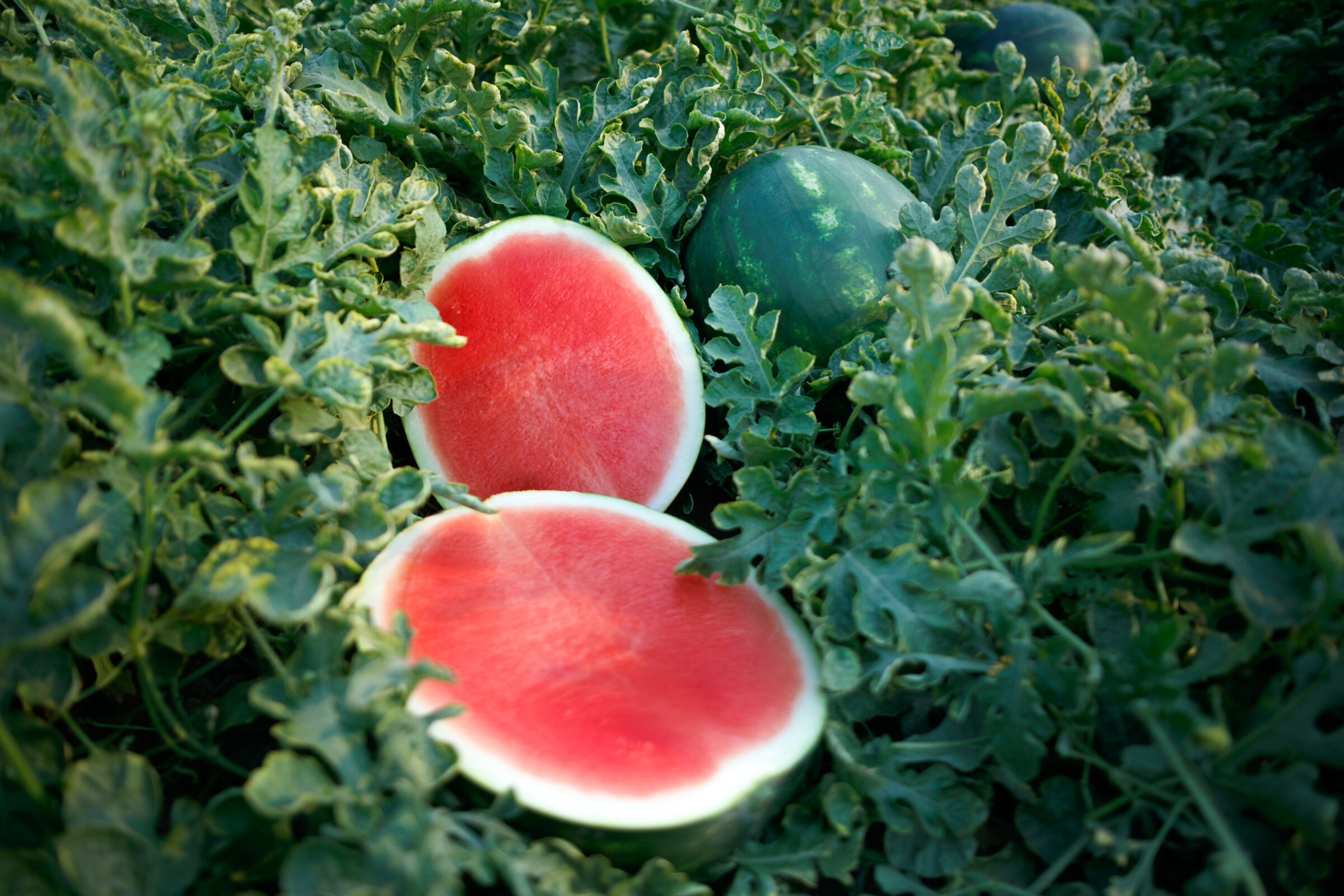 Sierra Nevada Watermelon (Primed) - Image 3