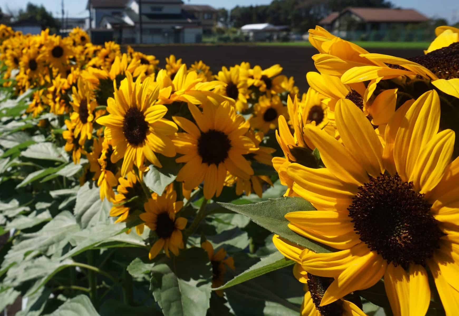 Concert Bell Sunflower (Not Treated)