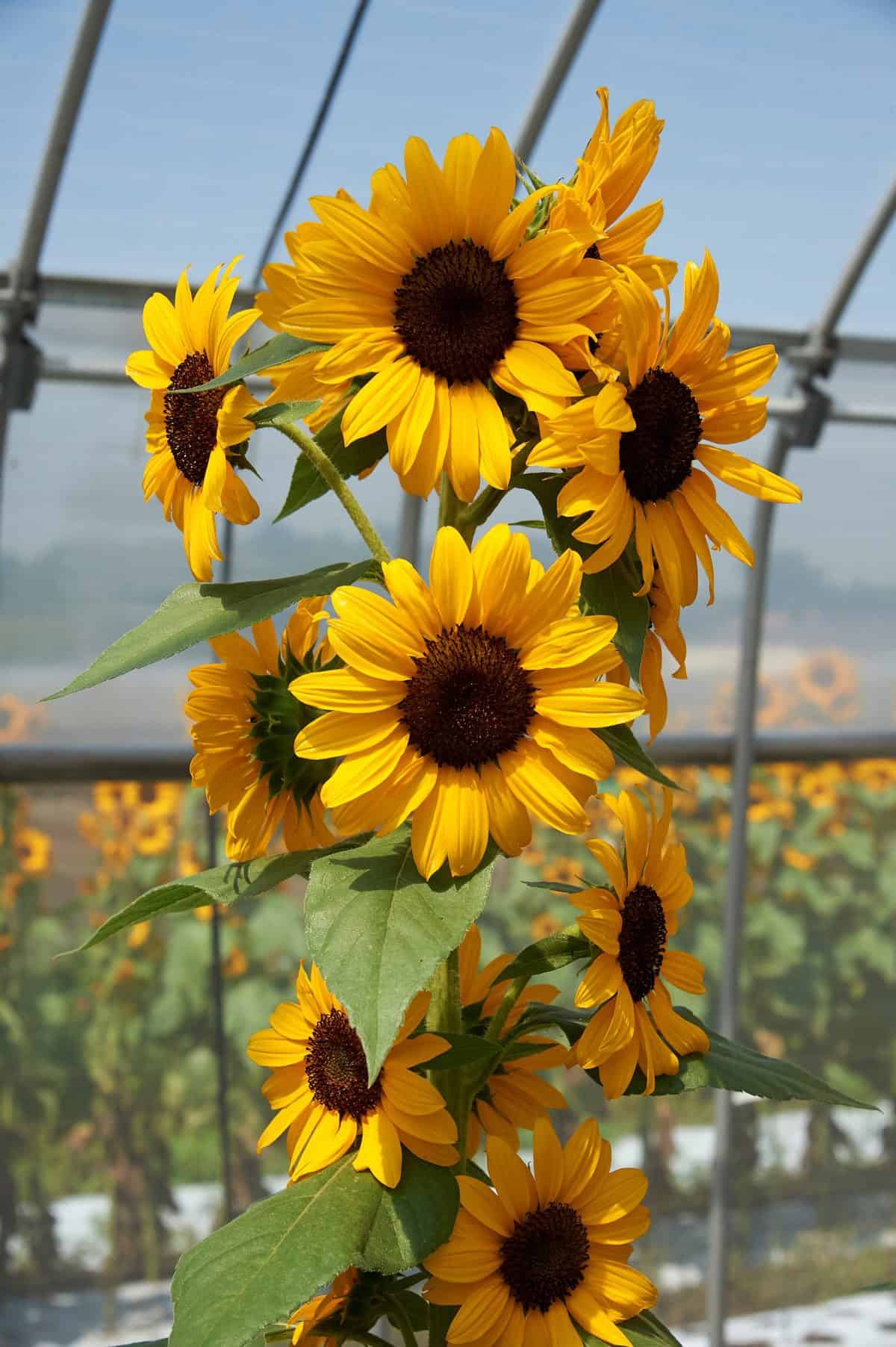 Concert Bell Sunflower (Not Treated) - Image 2