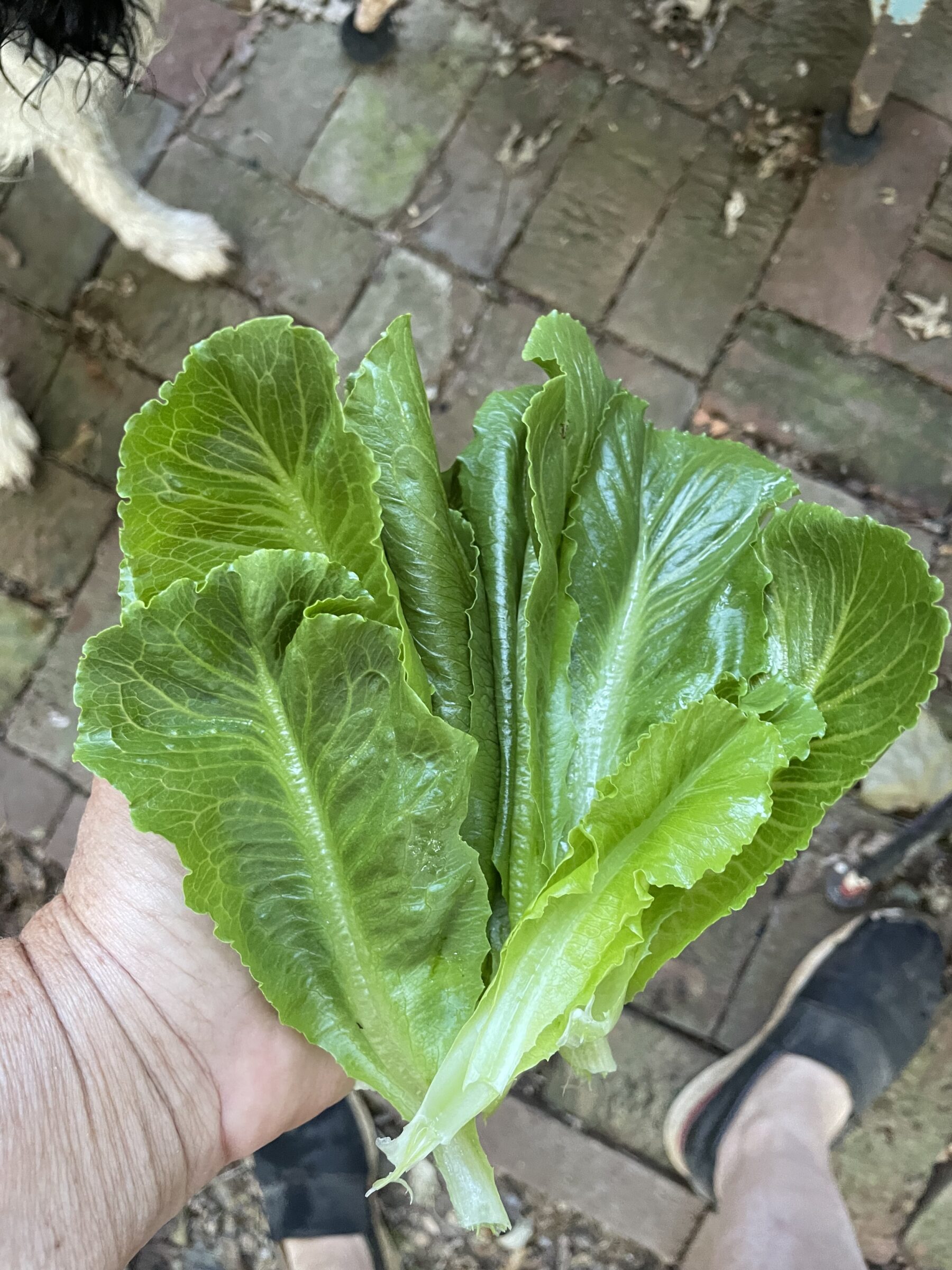 Tendita RZ Lettuce (Untreated Seed With Organic Prime & Pellet) - Image 2