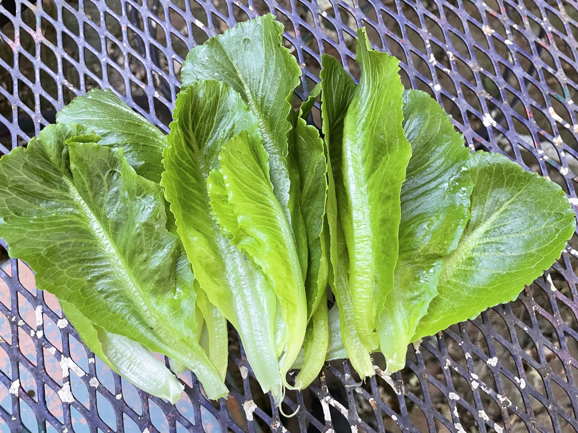 Tendita RZ Lettuce (Untreated Seed With Organic Prime & Pellet)