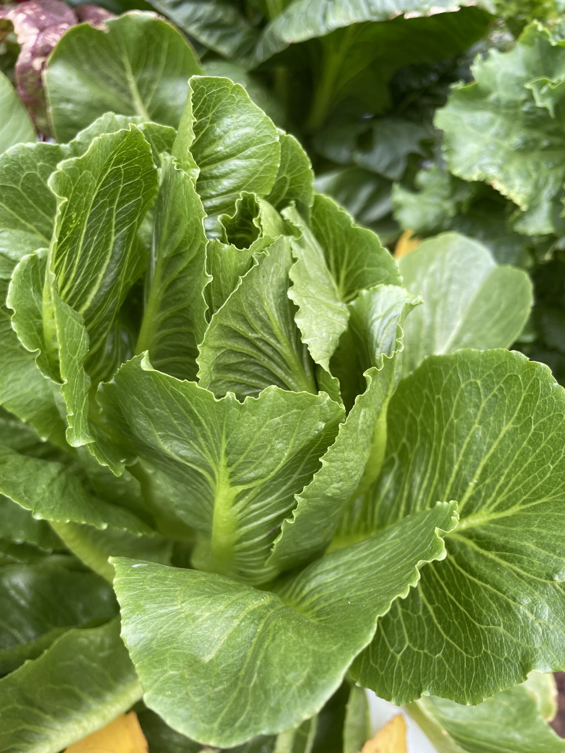 Tendita RZ Lettuce (Untreated Seed With Organic Prime & Pellet) - Image 3