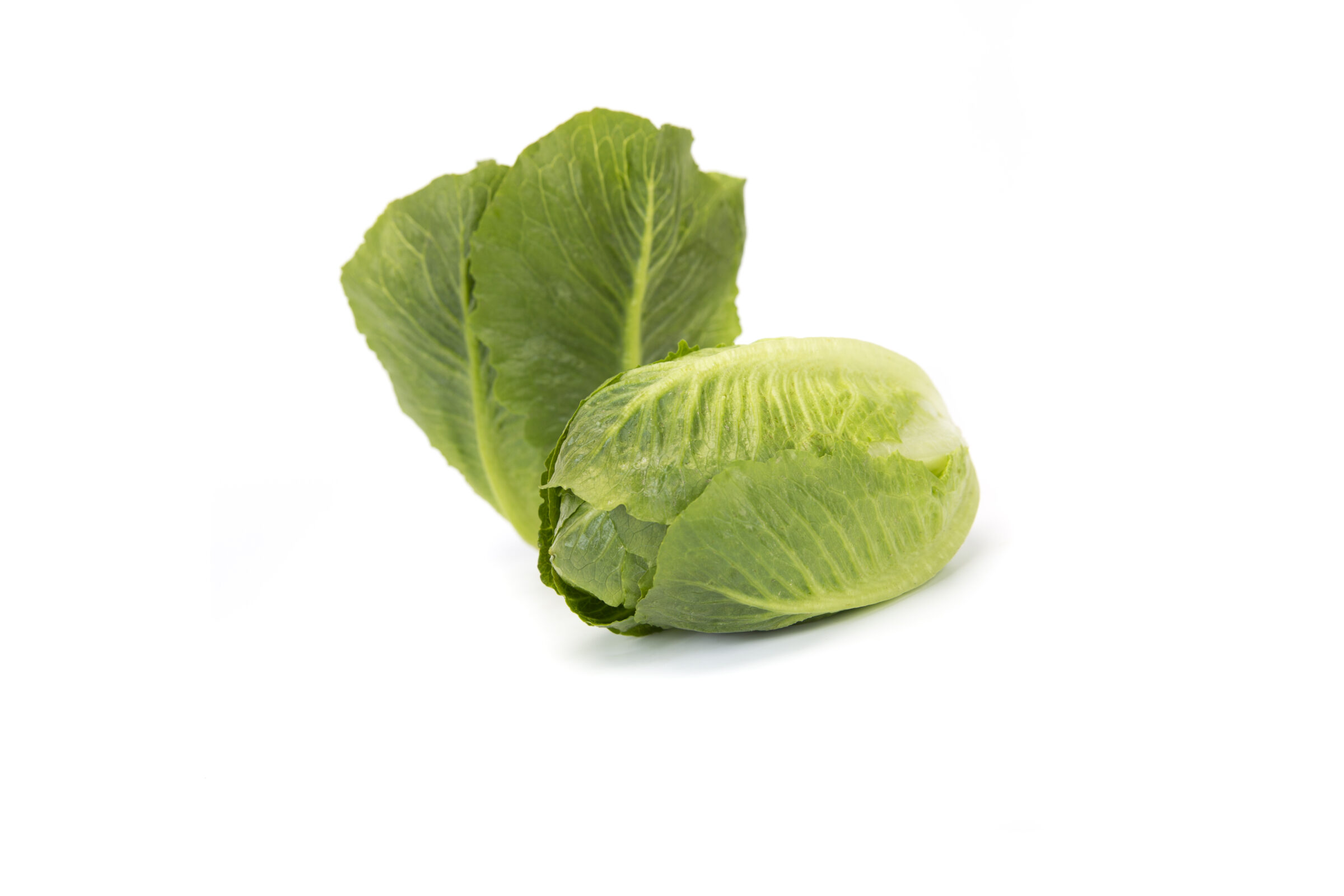 Tendita RZ Lettuce (Untreated Seed With Organic Prime & Pellet) - Image 4