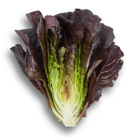 Thurinus Lettuce (Untreated Seed with Organic Prime & Pellet)
