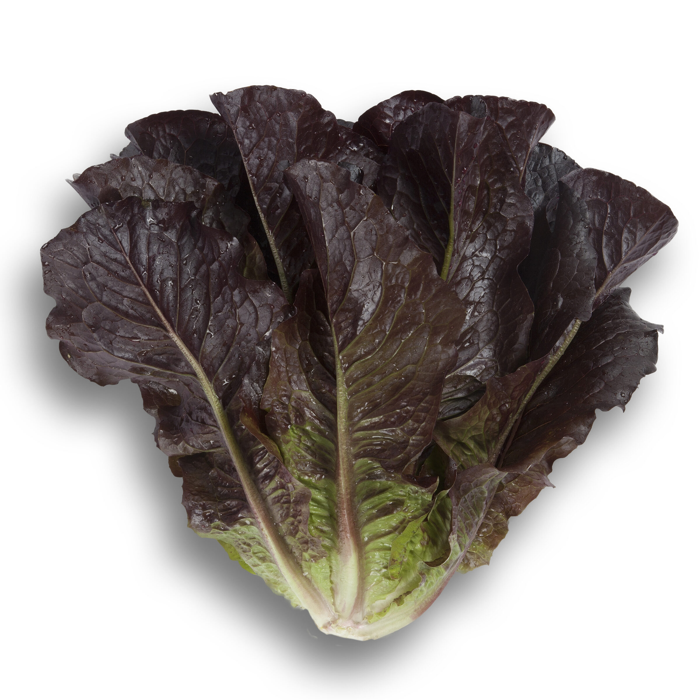 Thurinus Lettuce (Untreated Seed with Organic Prime & Pellet) - Image 3