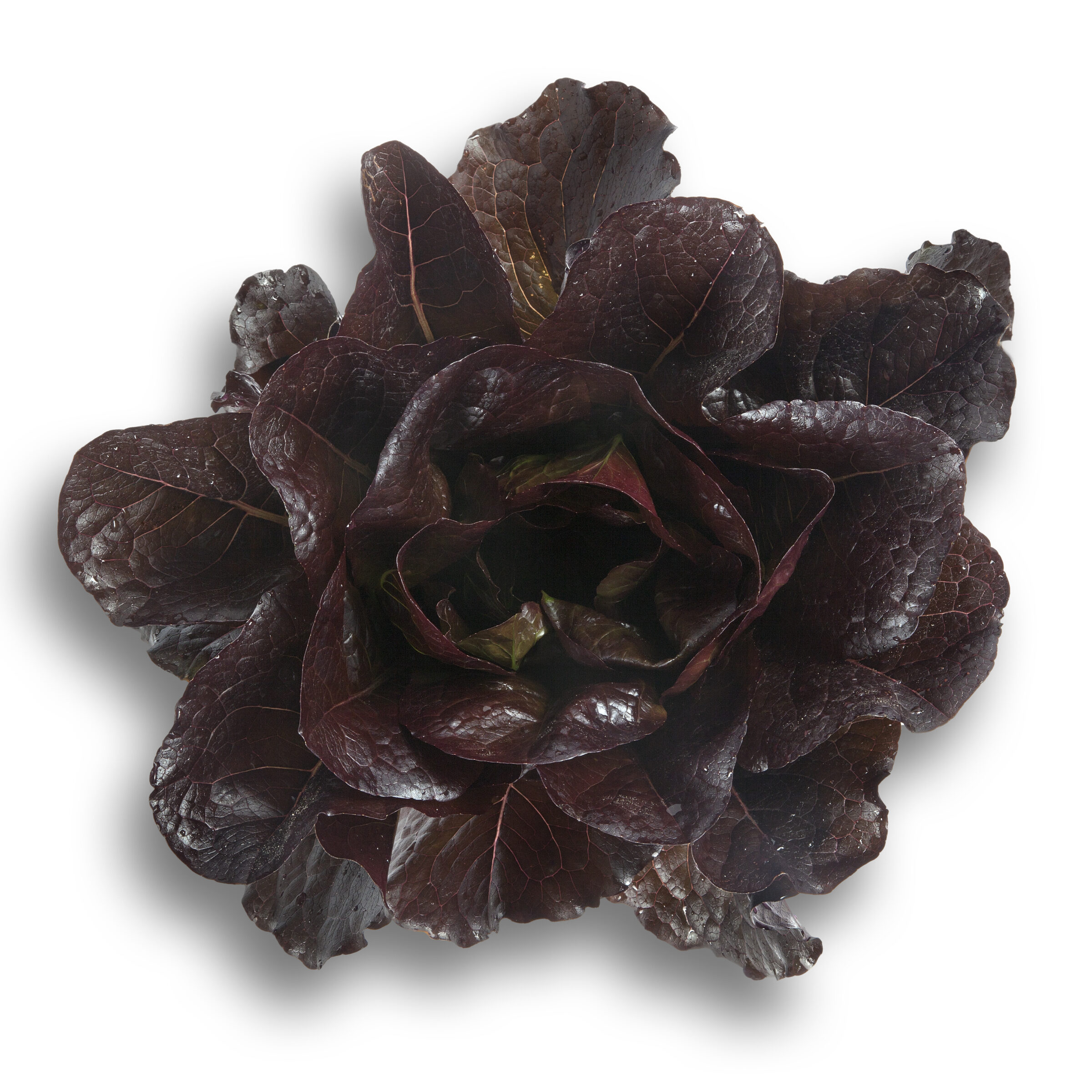Thurinus Lettuce (Untreated Seed with Organic Prime & Pellet) - Image 2