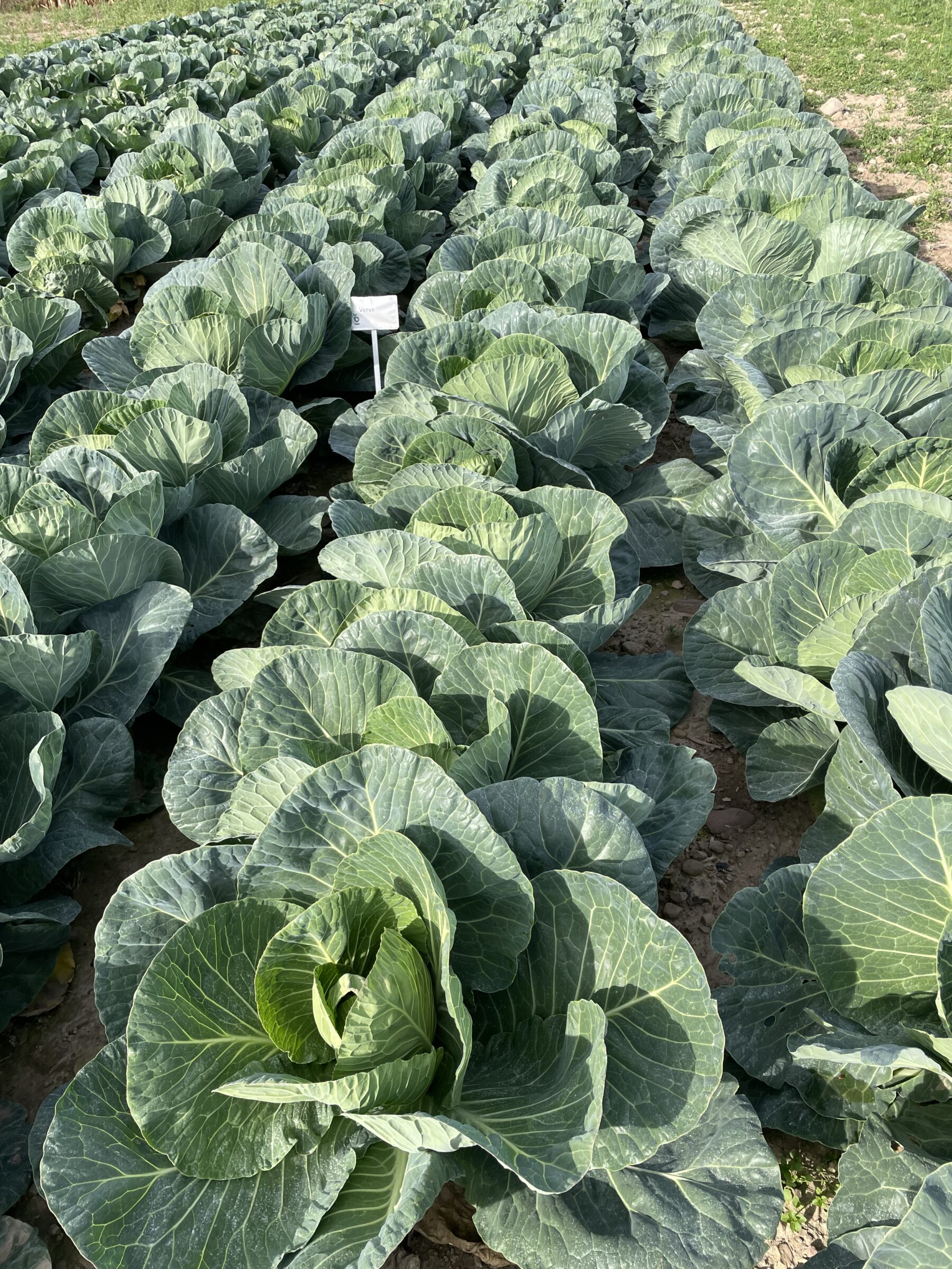 Verve Spring Greens (Not Treated) - Image 4
