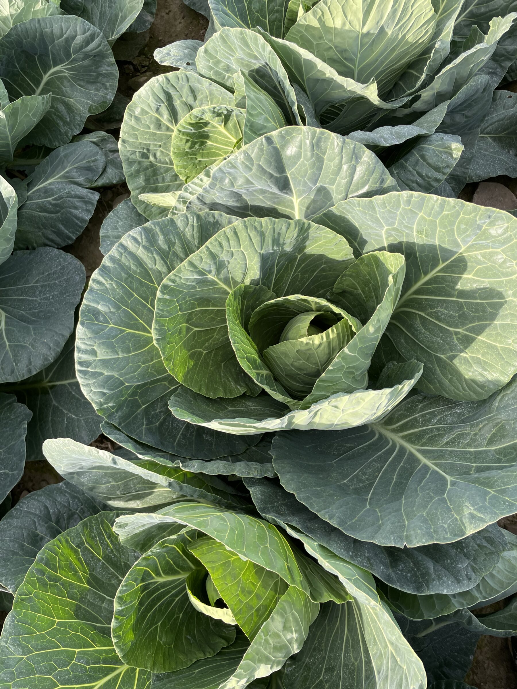 Verve Spring Greens (Not Treated) - Image 3
