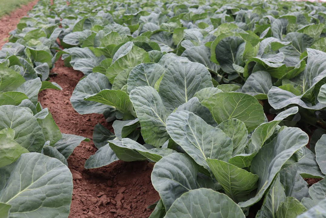 Verve Spring Greens (Not Treated)