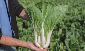 Compak Pak Choi (Not Treated)
