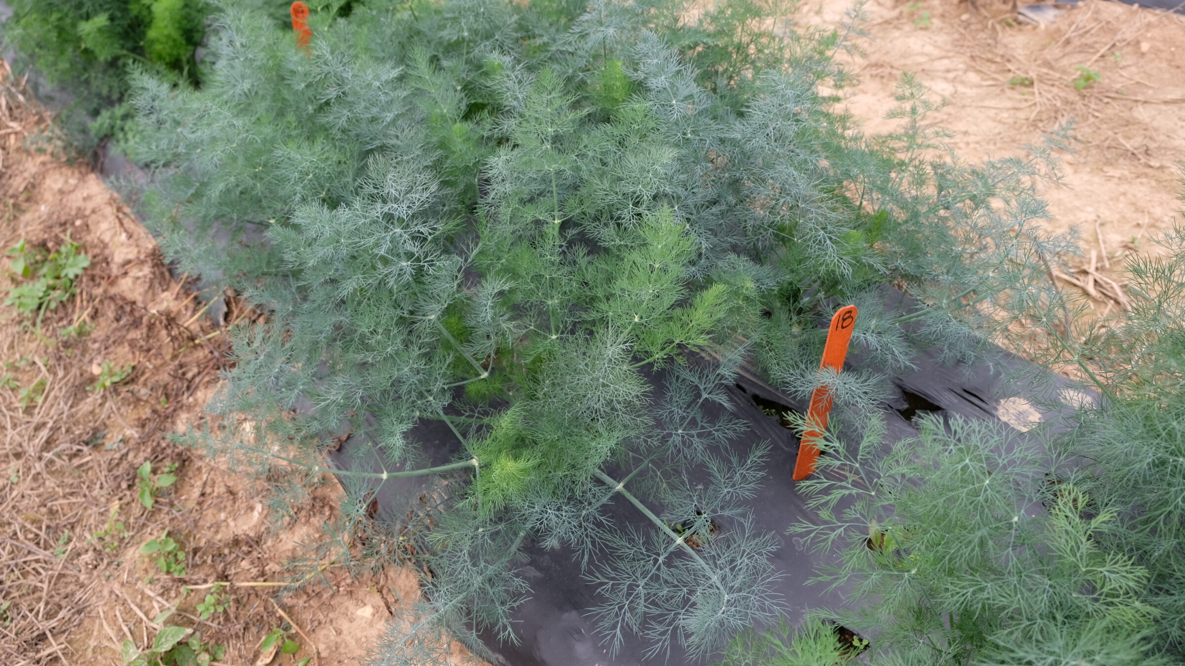 Dill Delight (Treated Seed) - Image 2