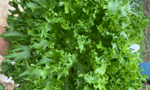 Twist Lettuce (Not Treated)
