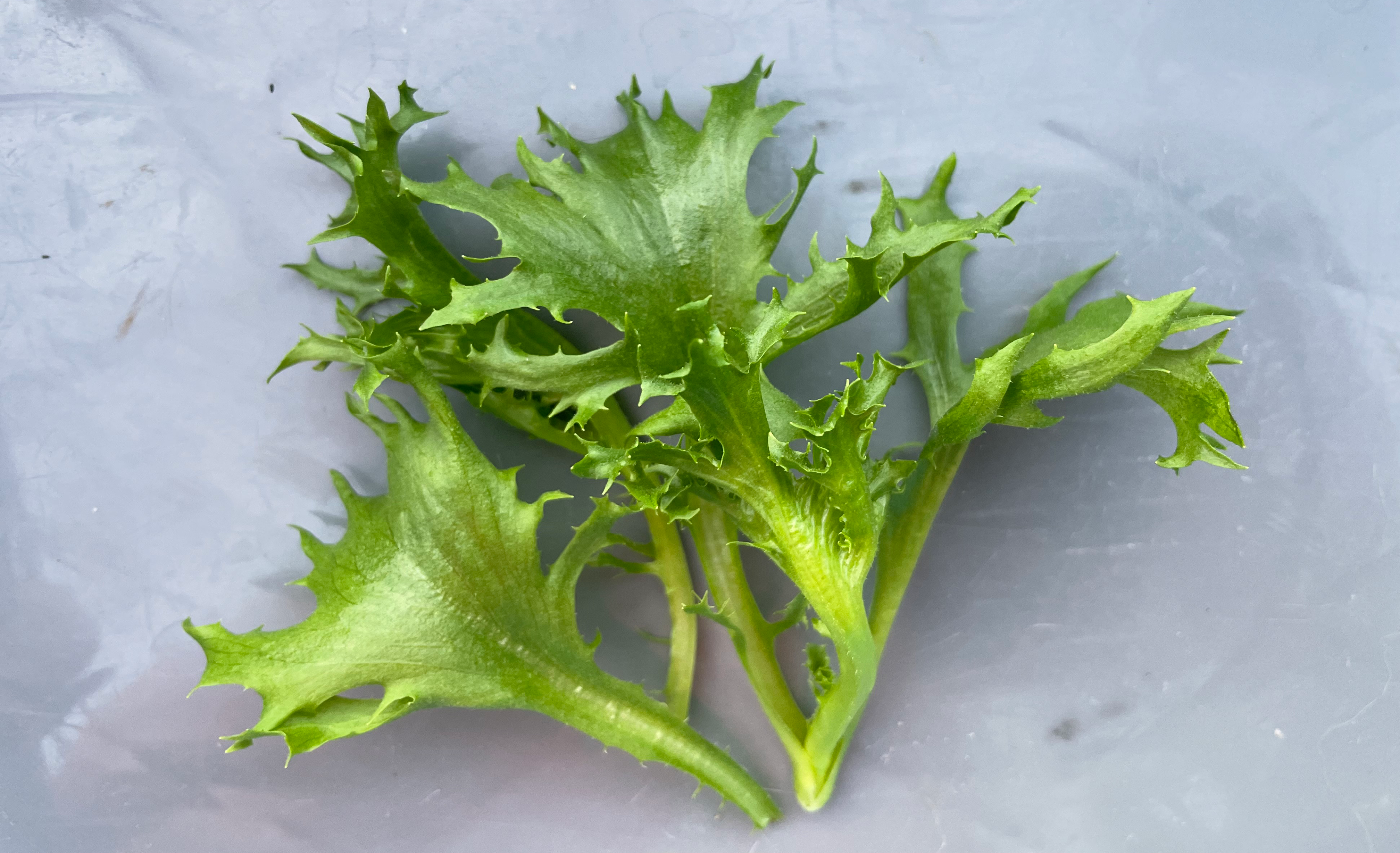 Twist Lettuce (Not Treated) - Image 2