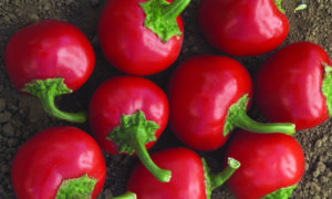 Time Bomb Pepper (Not Treated)