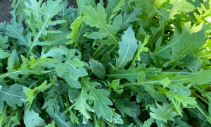 Athena Arugula (Not Treated)