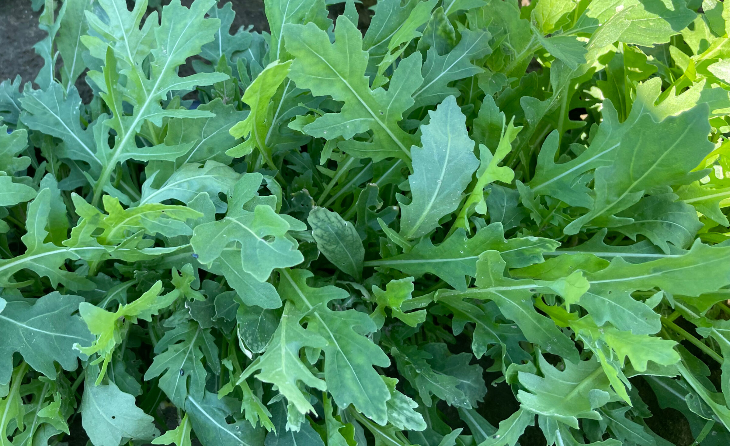 Athena Arugula (Not Treated)