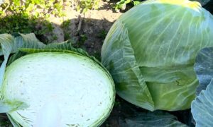Expectation Cabbage (Treated Seed)