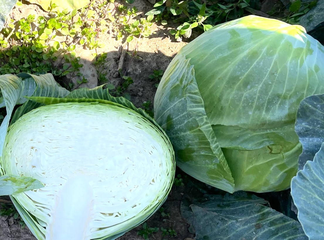 Expectation Cabbage (Treated Seed)