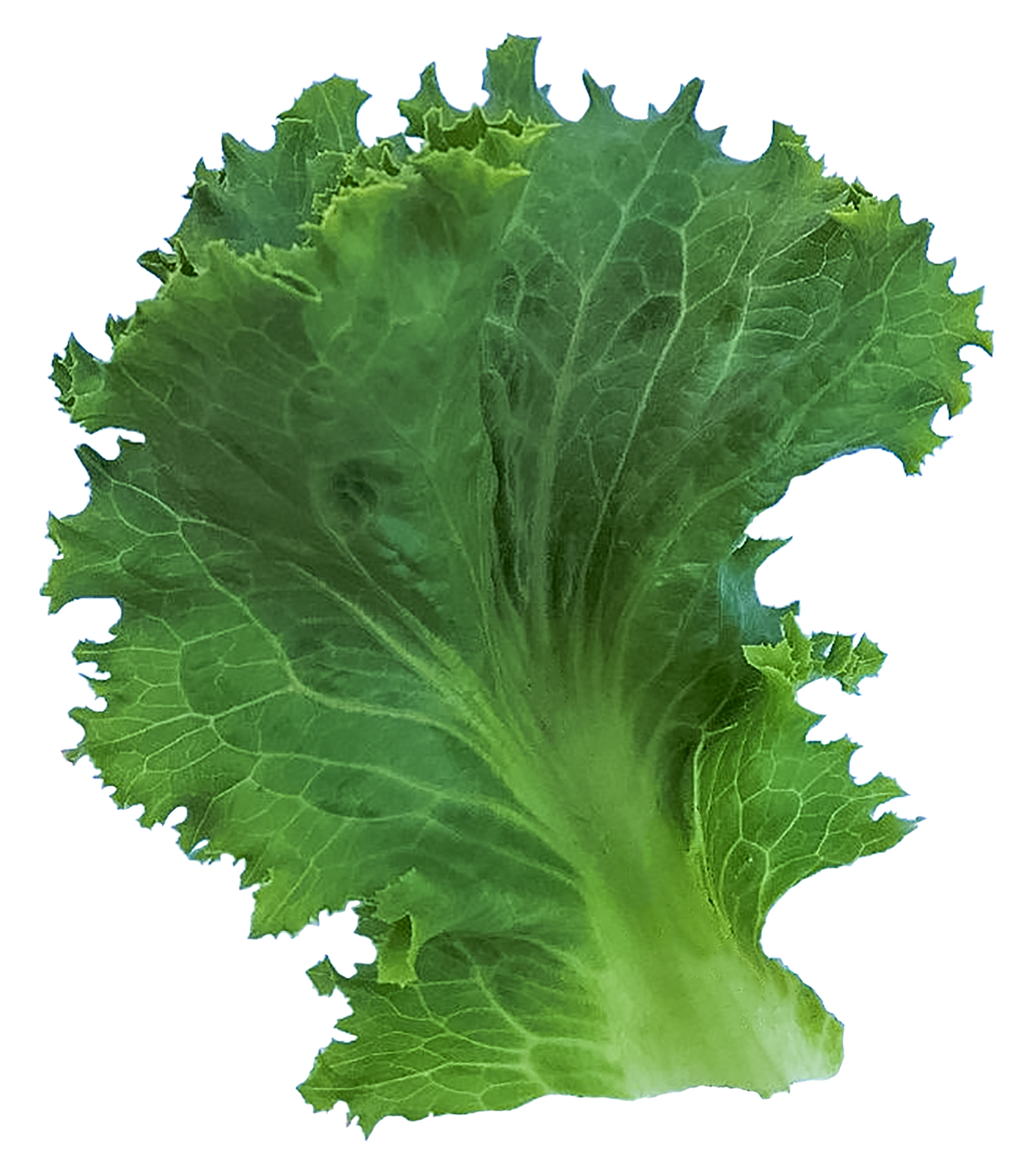 Cielo Verde Lettuce (Untreated Seed w/ Organic Prime & Pellet) - Image 3