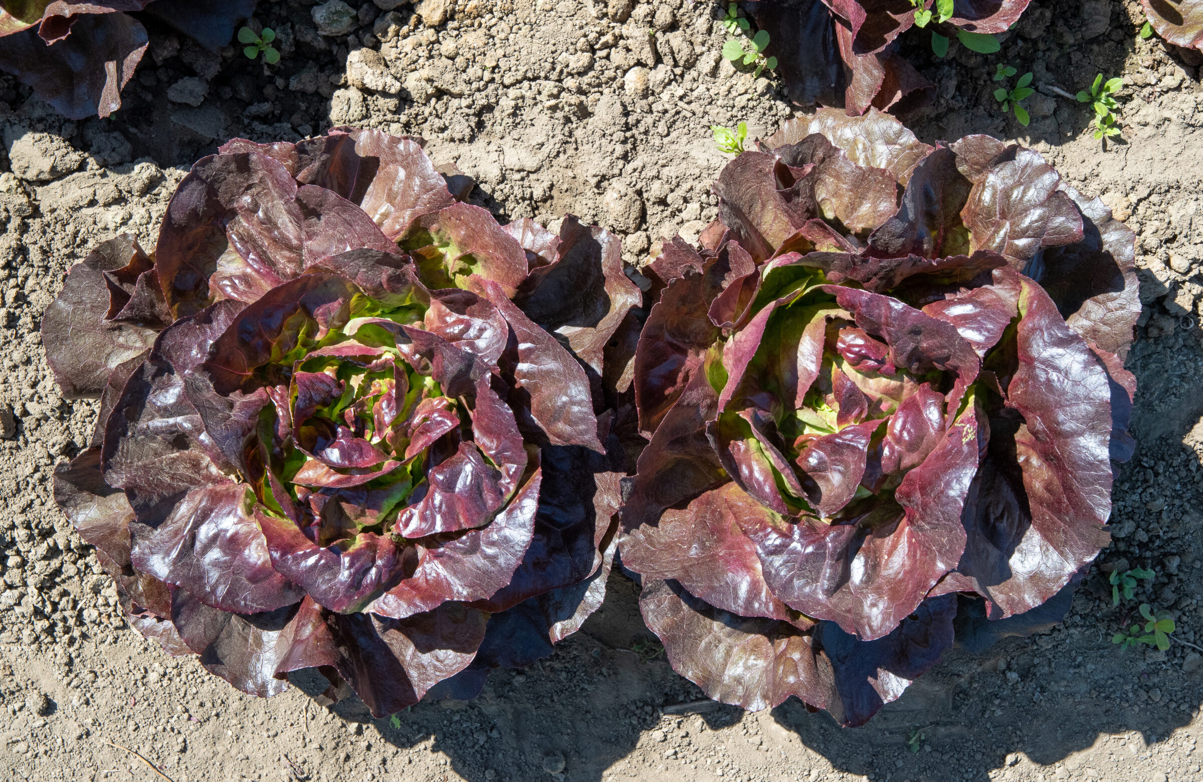 Marciano Red Butter Lettuce (organic prime & pellet)