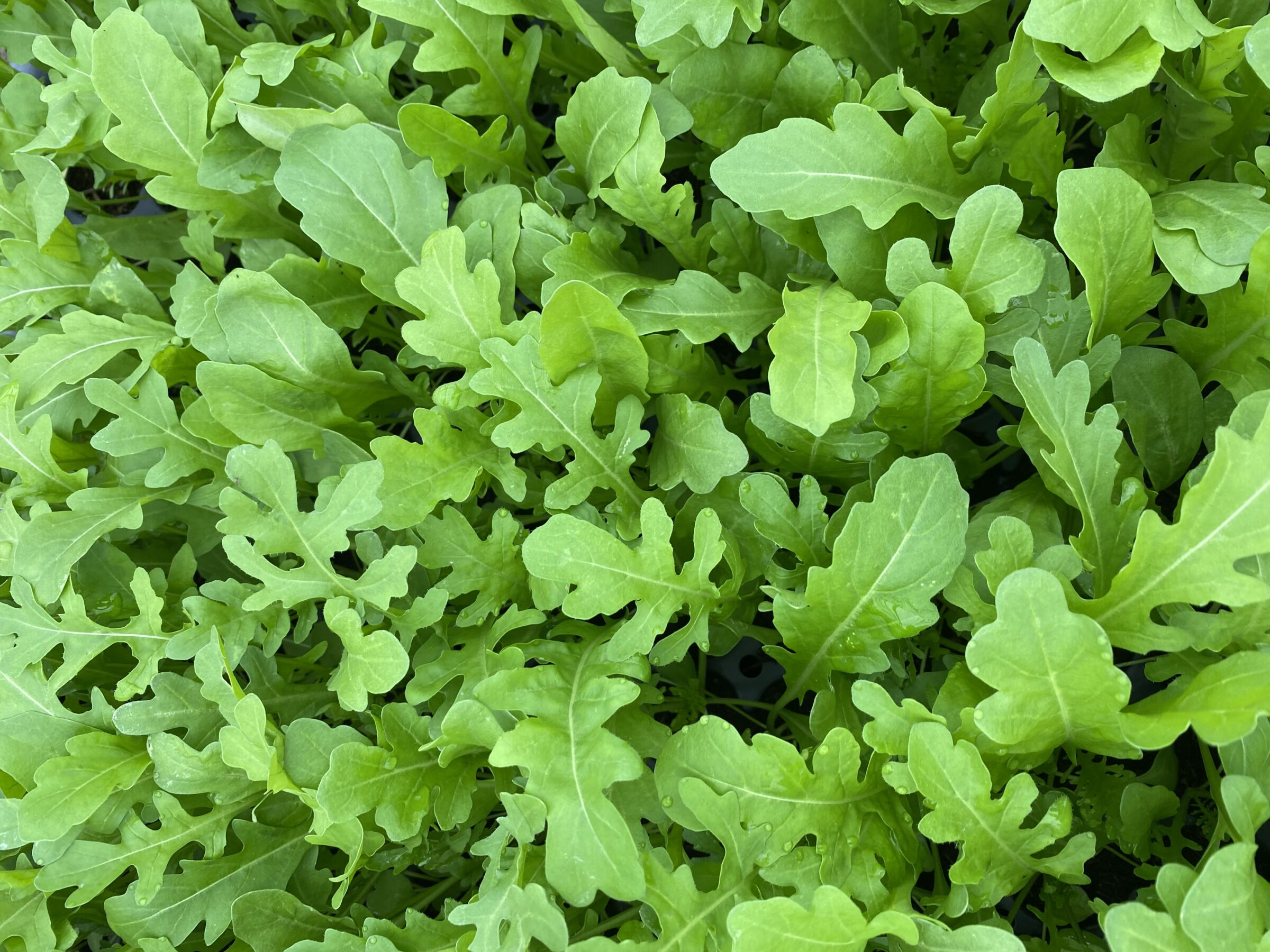 Uber Arugula (Treated)