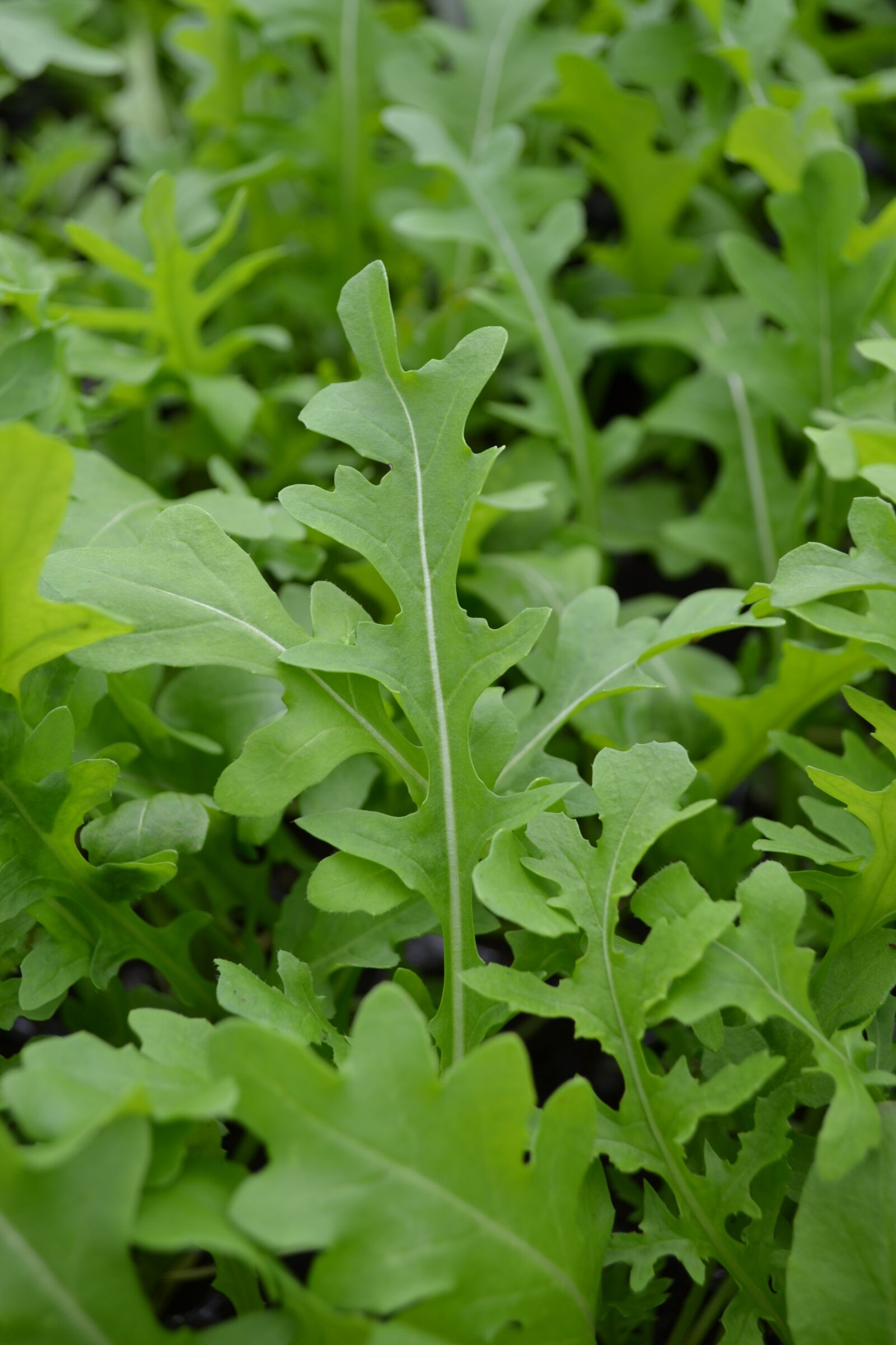 Uber Arugula (Treated) - Image 2