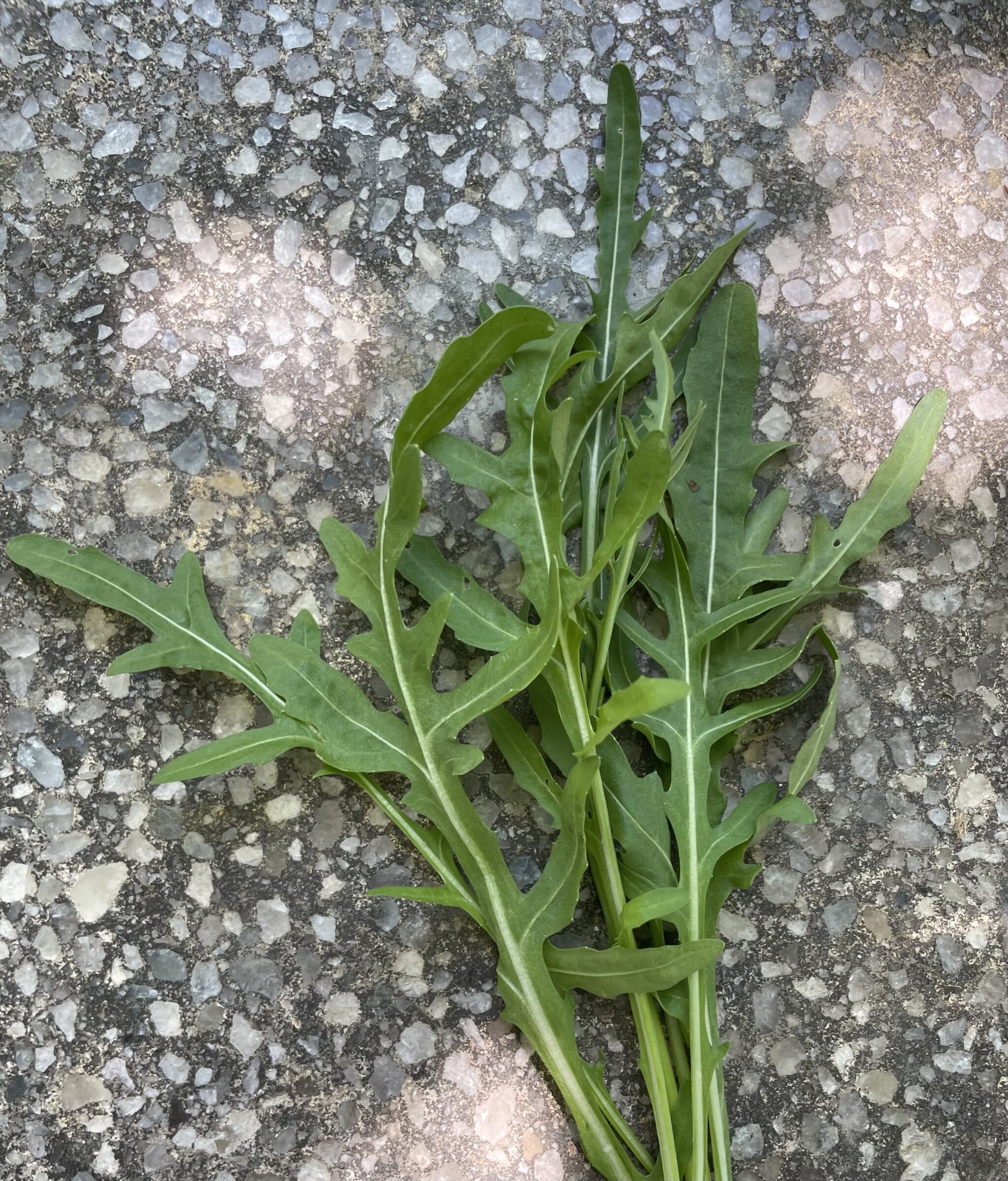 Athena Arugula (Not Treated) - Image 2