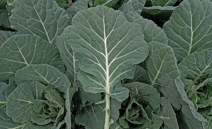 Cash Crop Collard Greens (Treated Seed)