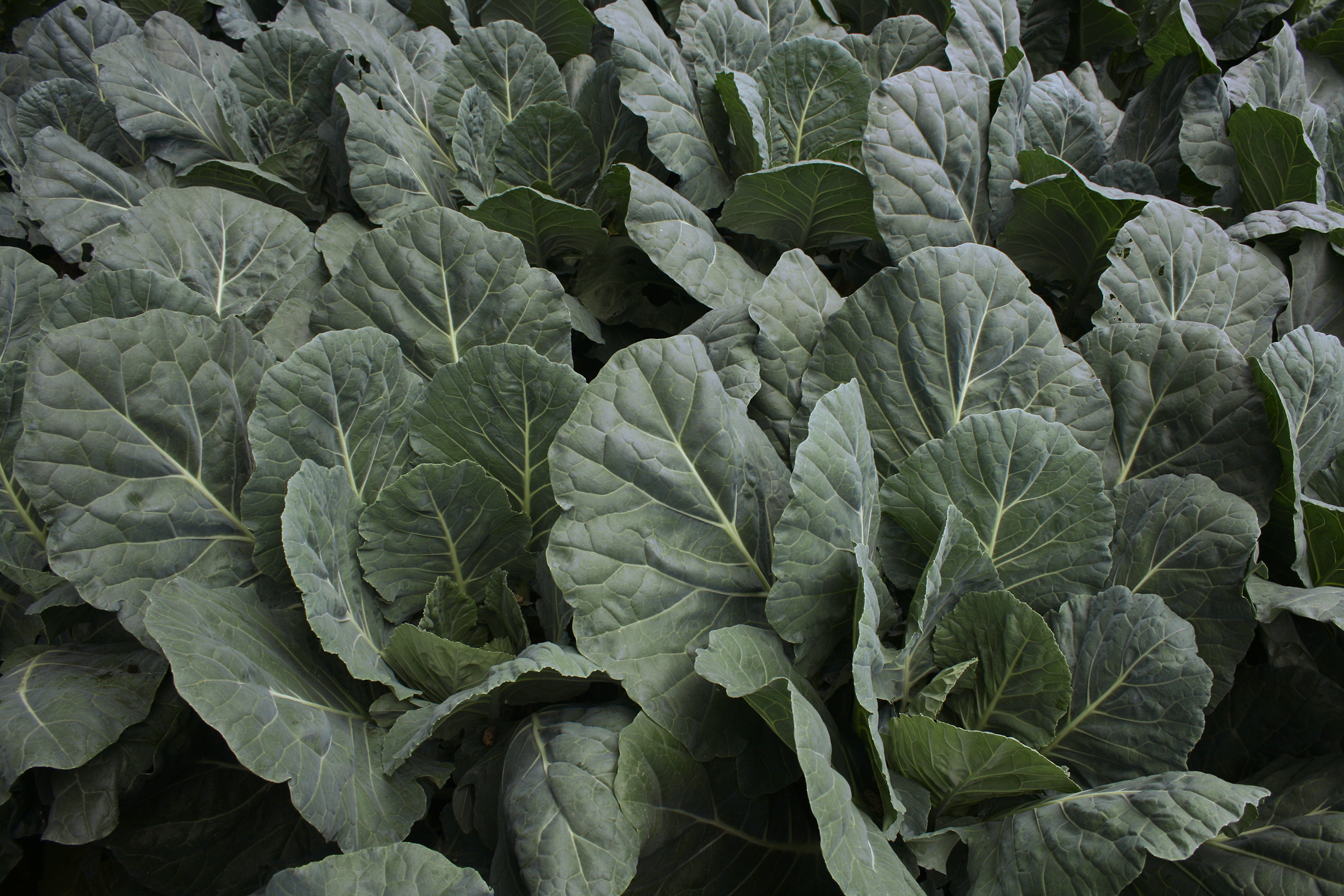 Cash Crop Collard Greens (Treated Seed) - Image 2