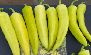 Golden Max Hot Banana Pepper (Not Treated)