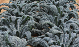 Mamba F1 Lacinato Kale (Not Treated)