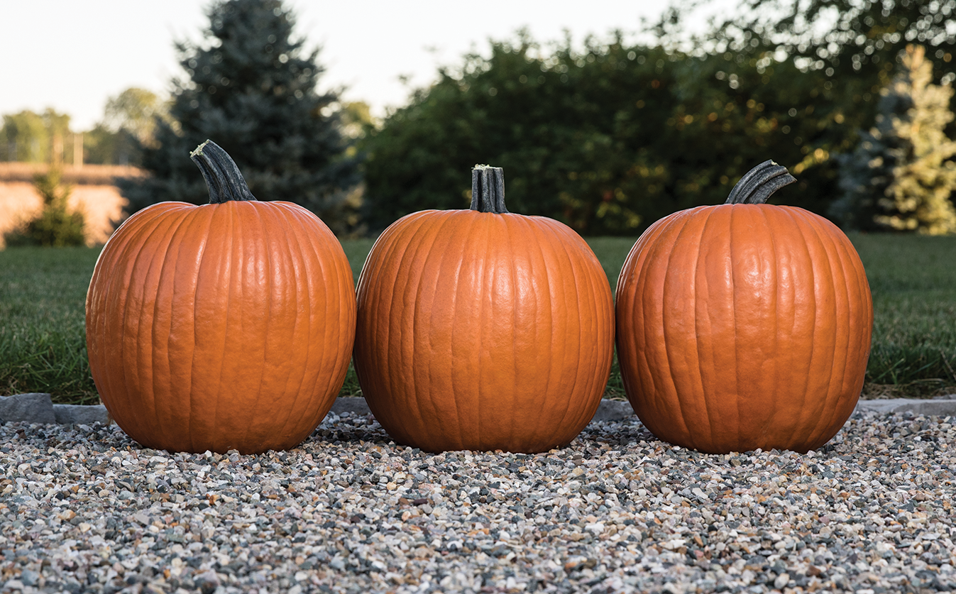 Bayhorse Gold Pumpkin (Farmore)