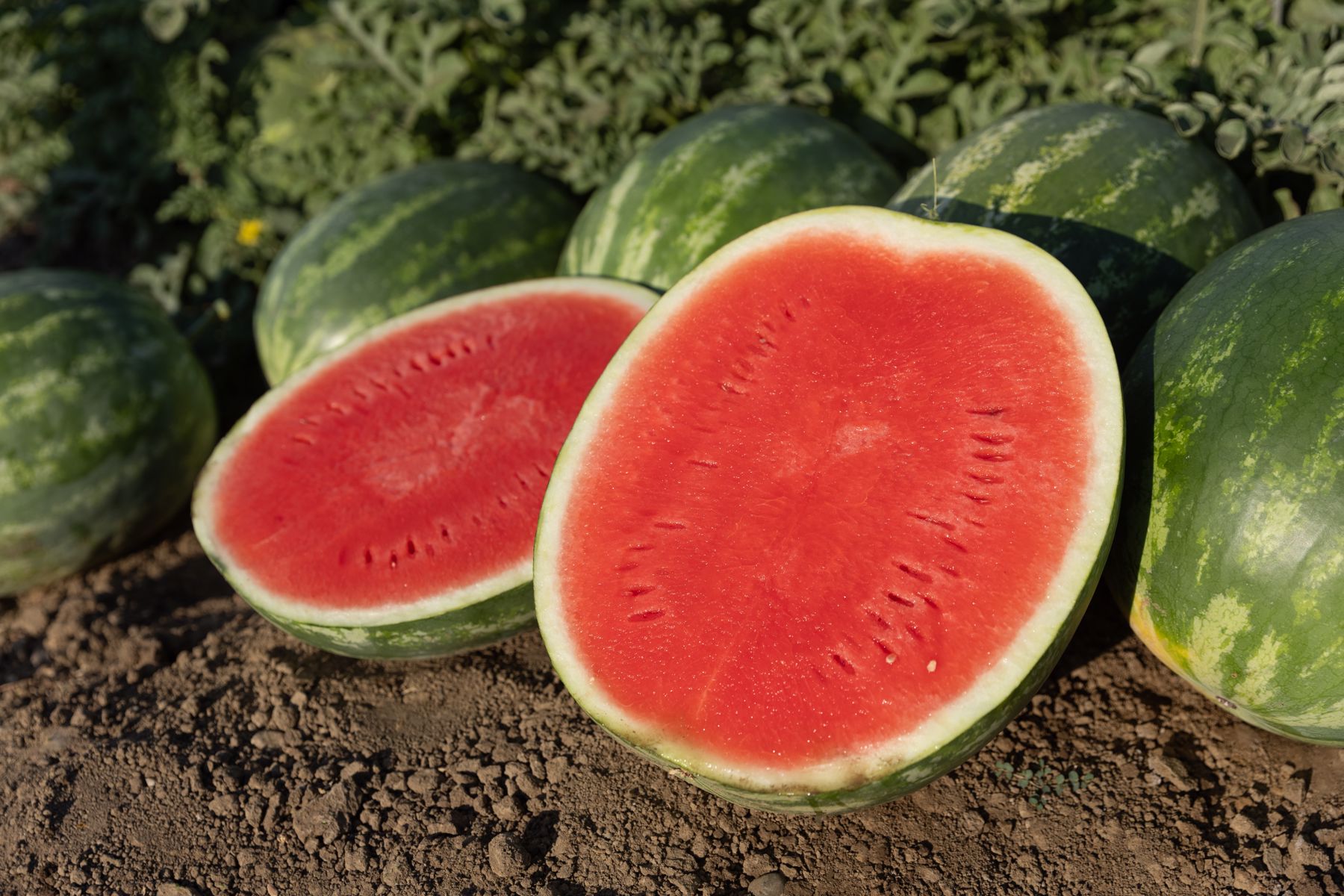 Eleanor Watermelon (Farmore)