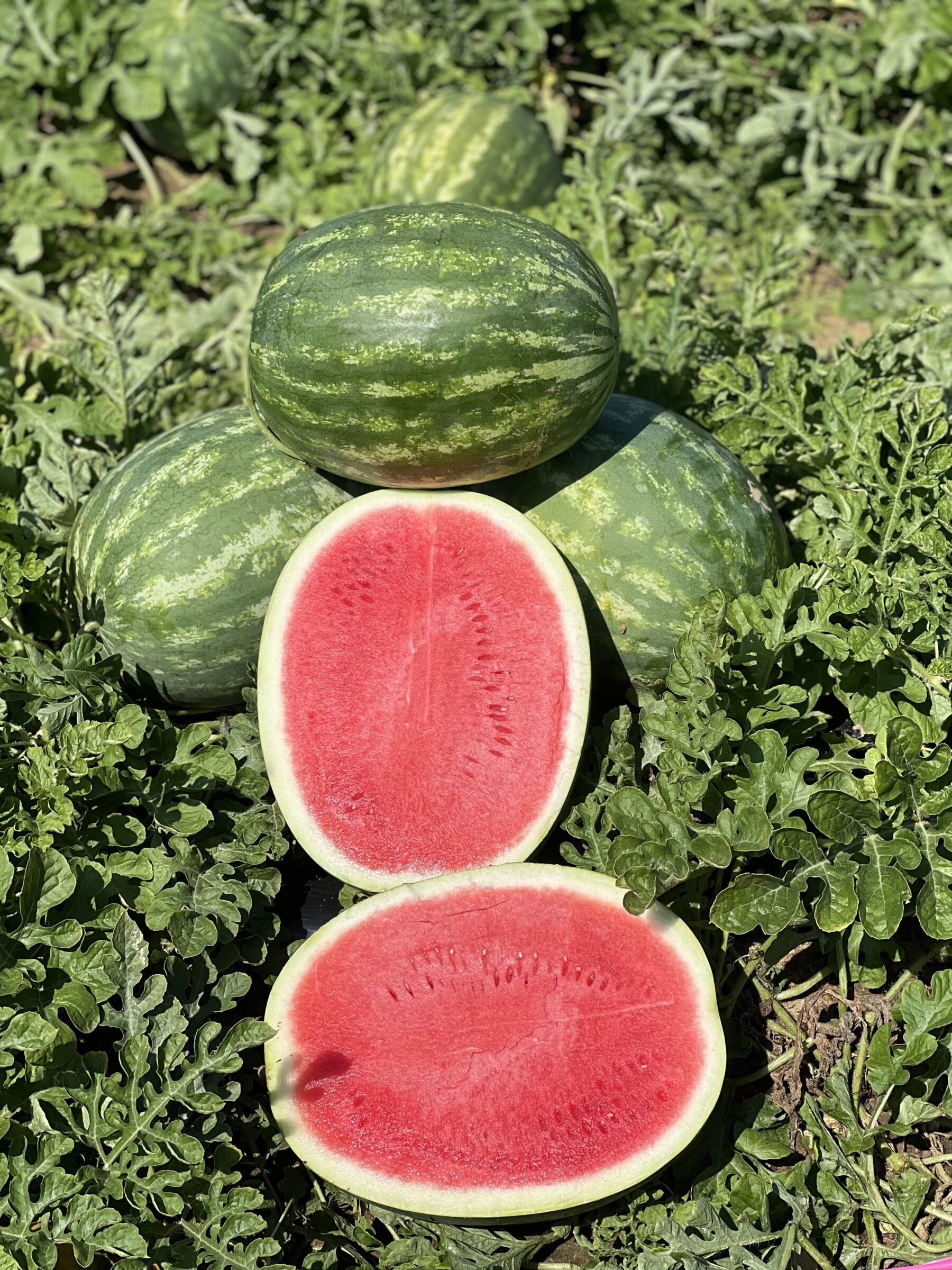 Eleanor Watermelon (Farmore) - Image 2