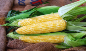 Gold Standard Sweet Corn (Cruiser Treated)