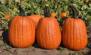 Griffin Pumpkin (Farmore)
