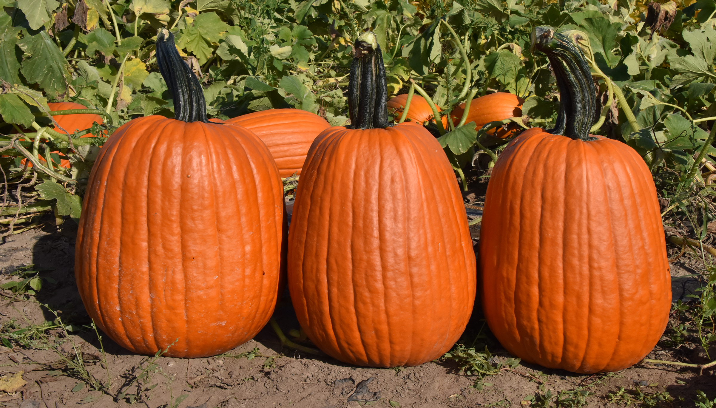 Griffin Pumpkin (Farmore)