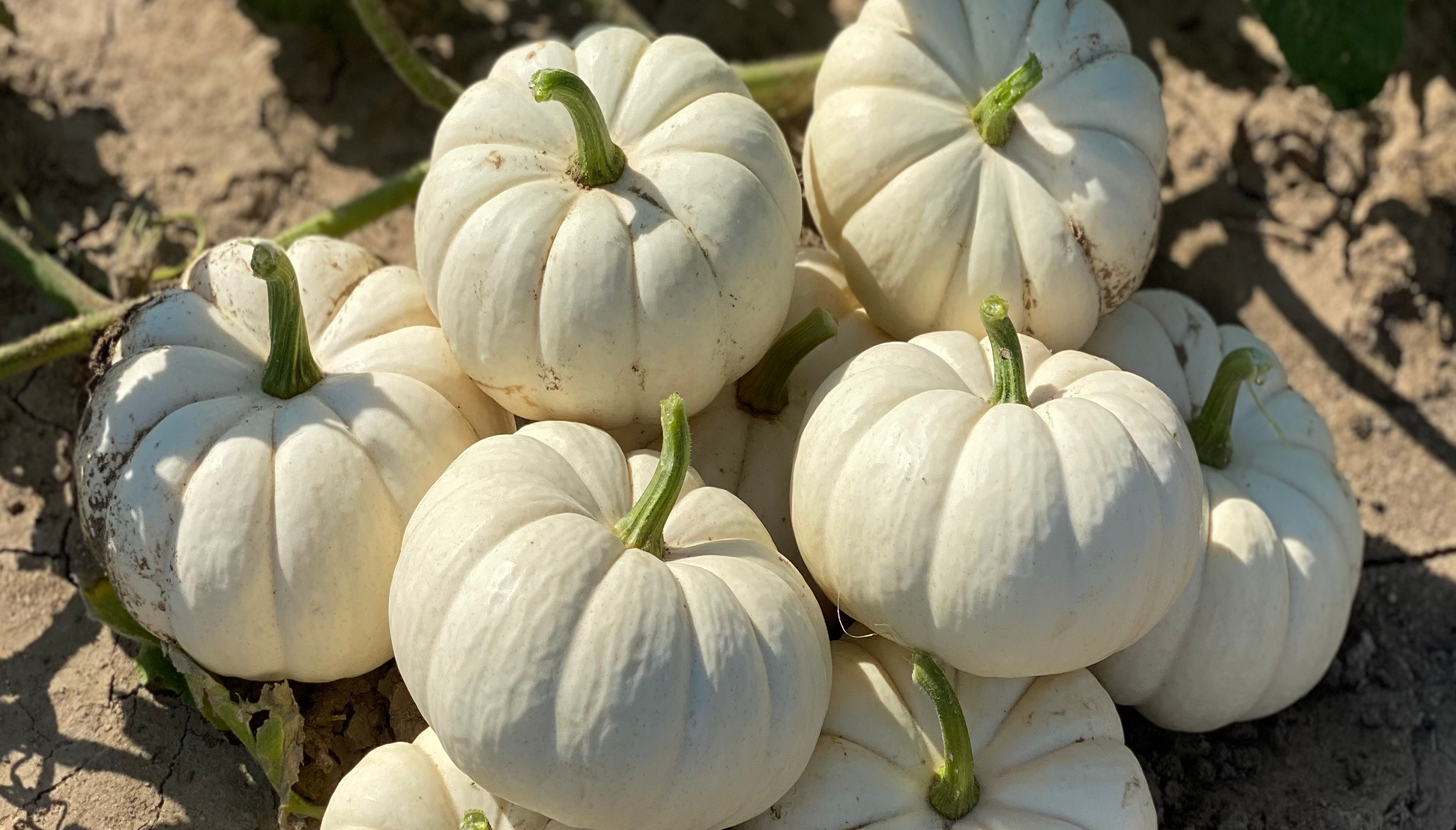 Oooky Pumpkin (Treated Seed)