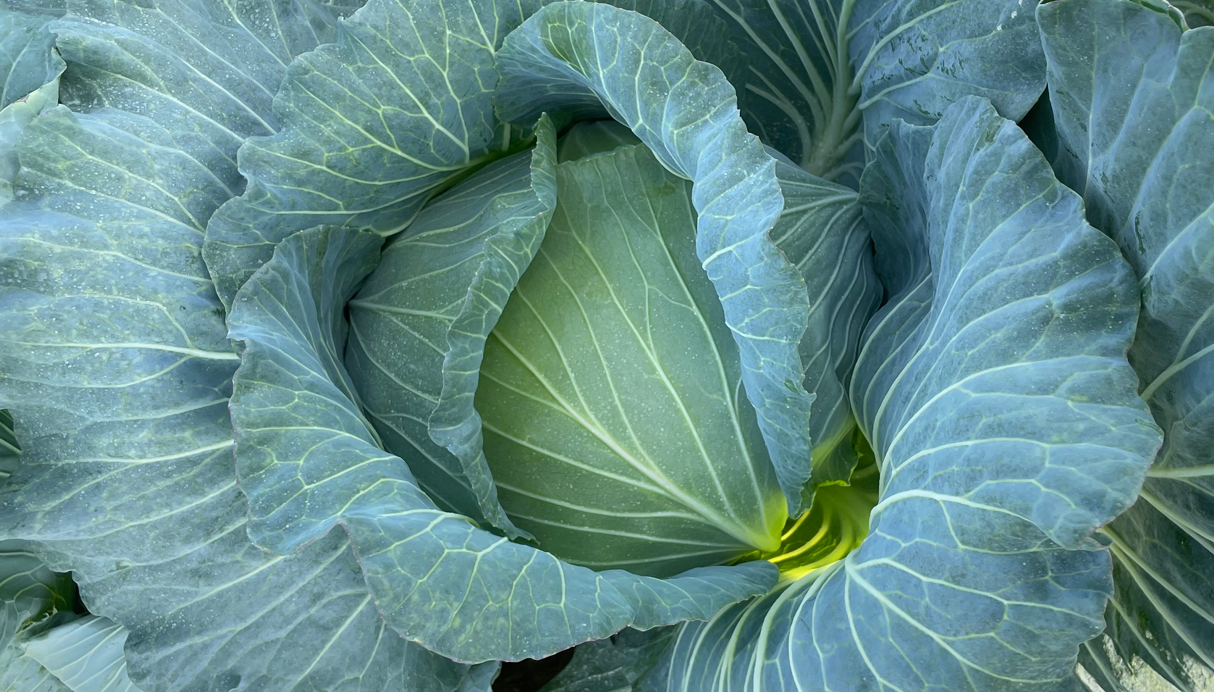 Respecta Cabbage (Not treated) - Image 2