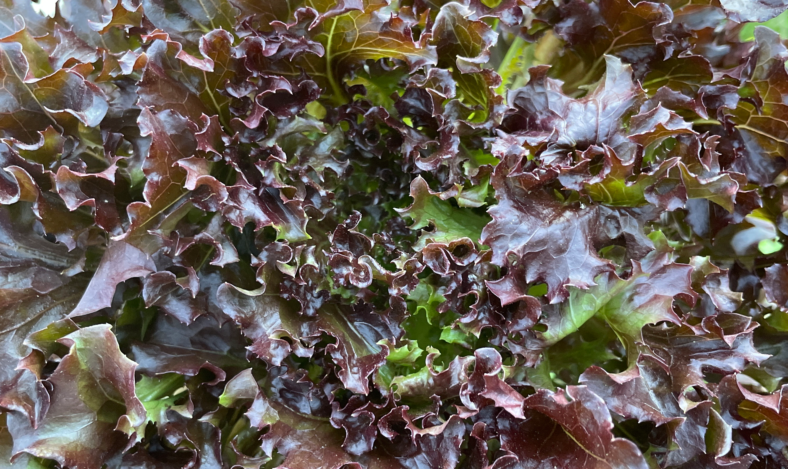Rhone Eazyleaf Lettuce (Organic Pellet)