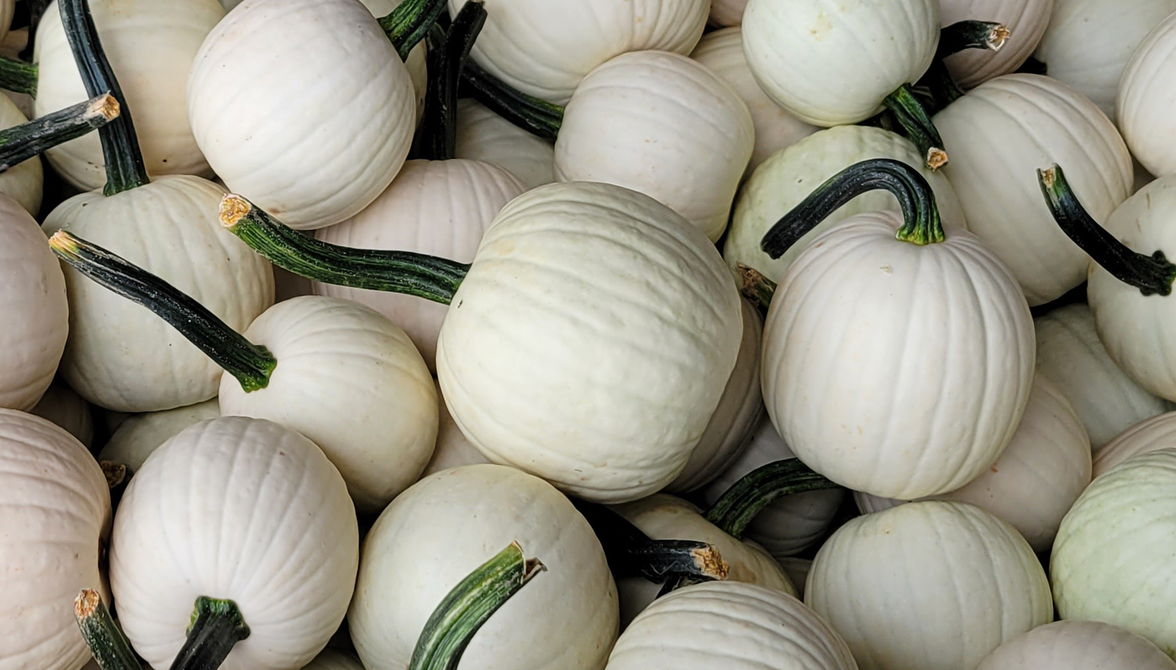 Snowdrop Pumpkin (Farmore)