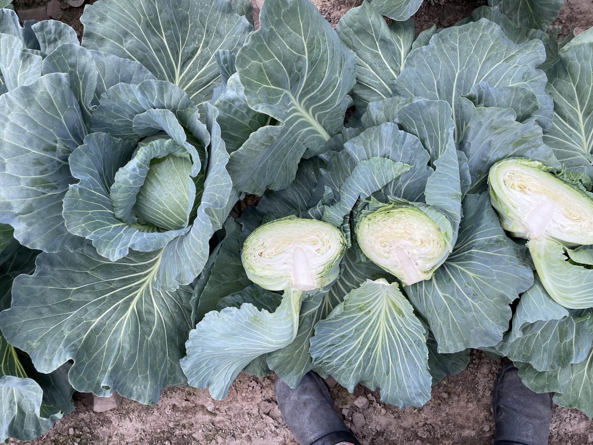 Respecta Cabbage (Not treated)