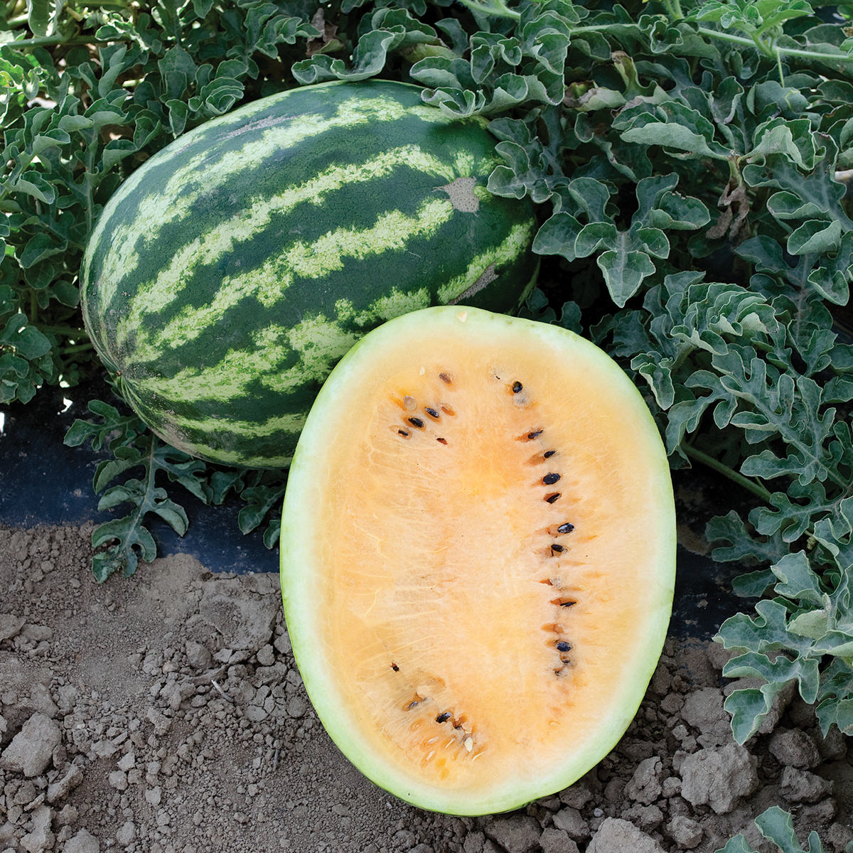Orange Krush Watermelon (Not Treated)