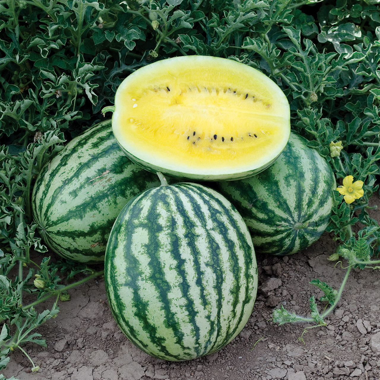 Lemon Krush Watermelon (Not Treated)