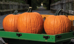 Carbonado Gold Pumpkin (Farmore)