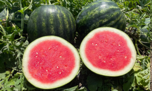 Exceed Watermelon (Not Treated)