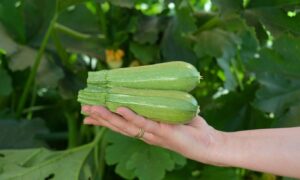 Macaria Squash (Farmore)