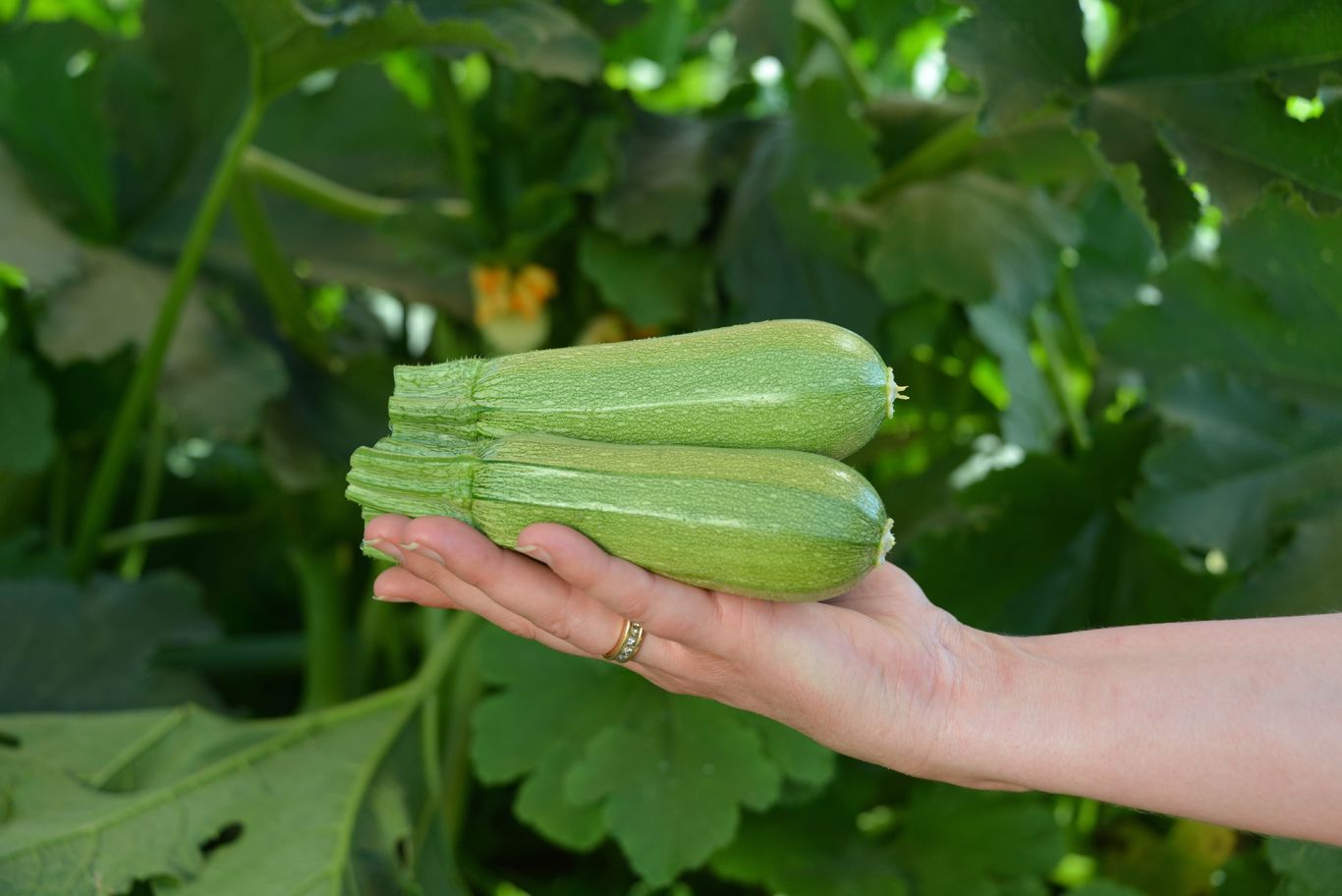 Macaria Squash (Farmore)