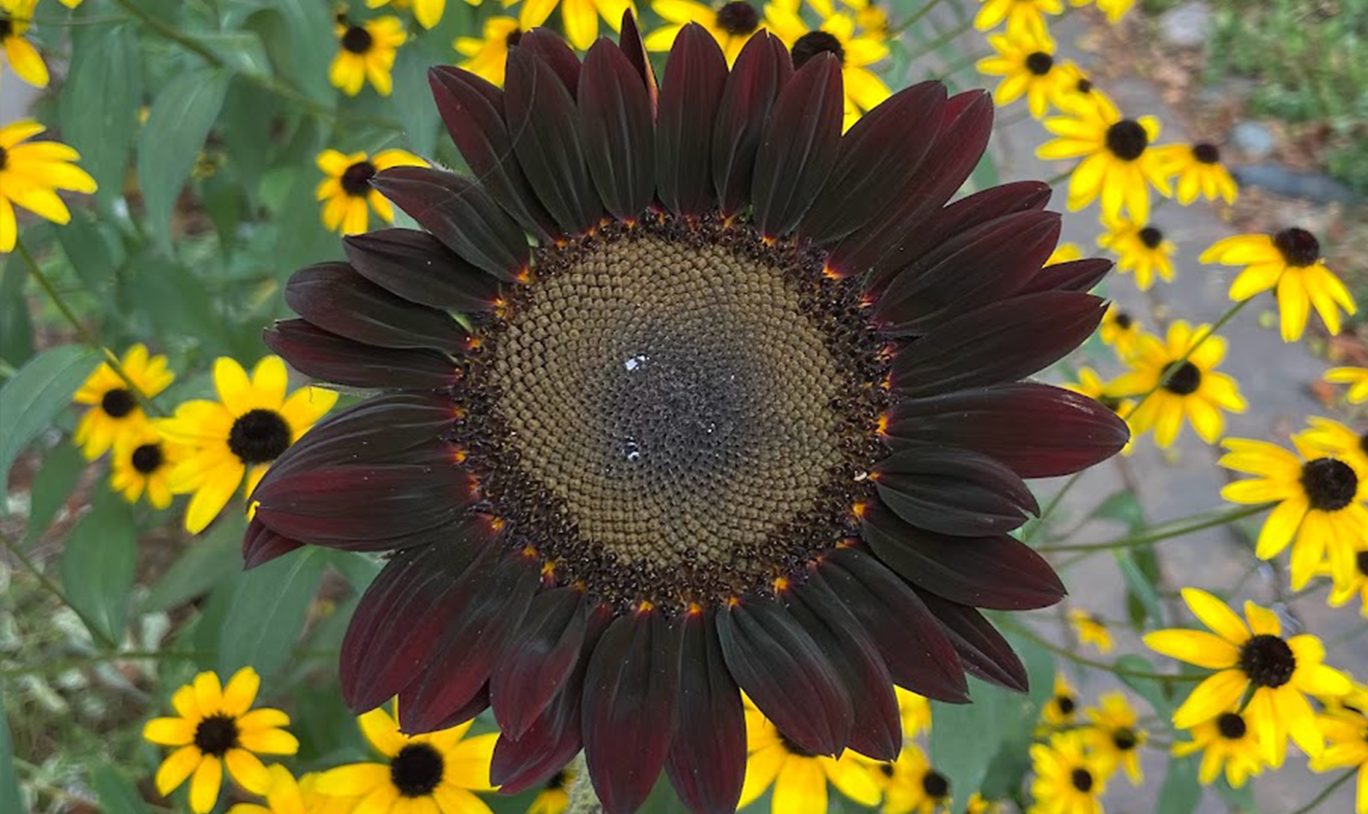 Midnight Rouge Sunflower (Not Treated)