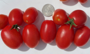 Alegria Tomato (Not Treated)